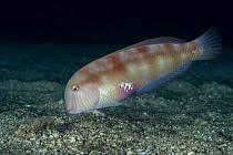 Image result for Xyrichtys novacula