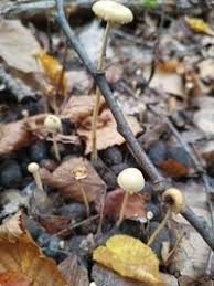 Attēlu rezultāti vaicājumam “Protostropharia alcis”