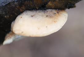 Attēlu rezultāti vaicājumam “Lamproderma pseudomaculatum stalked”