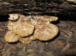 Attēlu rezultāti vaicājumam “Buglossoporus quercinus”