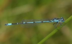 Attēlu rezultāti vaicājumam “Coenagrion pulchellum male”