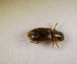 Attēlu rezultāti vaicājumam “Aphodius sp.”