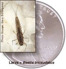 Attēlu rezultāti vaicājumam “Ephemeroptera larvae”