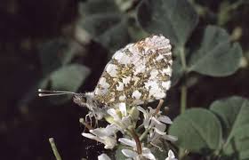 Attēlu rezultāti vaicājumam “Anthocharis cardamines”