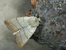 Attēlu rezultāti vaicājumam “Charanyca trigrammica”