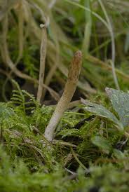 Attēlu rezultāti vaicājumam “Podostroma leucopus”