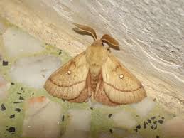 Attēlu rezultāti vaicājumam “Lasiocampa trifolii male”