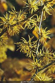 Attēlu rezultāti vaicājumam “Hamamelis virginiana”