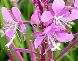 Attēlu rezultāti vaicājumam “Epilobium angustifolium fruit”