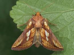 Attēlu rezultāti vaicājumam “Plusia festucae”