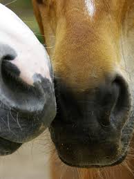 Afbeeldingsresultaat voor paarden