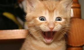 images?q=tbn:ANd9GcSmv7ymbcL9d34wu1twS3pgco6KtZ77XMKT-mU5cRHFJvzqlpD1