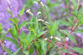 Attēlu rezultāti vaicājumam “Persicaria lapathifolia fruit”