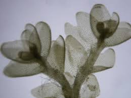 Attēlu rezultāti vaicājumam “Gymnocolea inflata”