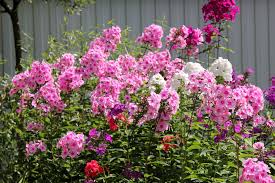 Image result for Phlox drummondii