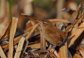 Attēlu rezultāti vaicājumam “Troglodytes troglodytes”