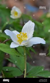 Attēlu rezultāti vaicājumam “Isopyrum thalictroides flower”