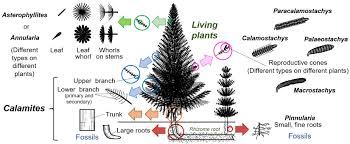 Attēlu rezultāti vaicājumam “Clastodermataceae”