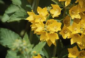 Attēlu rezultāti vaicājumam “Lysimachia punctata”