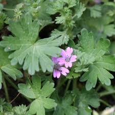Attēlu rezultāti vaicājumam “Geranium molle leaf”