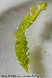 Attēlu rezultāti vaicājumam “Odontoschisma sphagni”