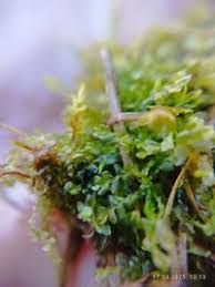 Attēlu rezultāti vaicājumam “Chiloscyphus pallescens”