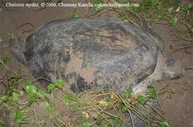 Image result for Chelonia mydas
