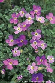 Attēlu rezultāti vaicājumam “Aubrieta deltoidea”