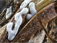 Attēlu rezultāti vaicājumam “Didymium difforme macro”