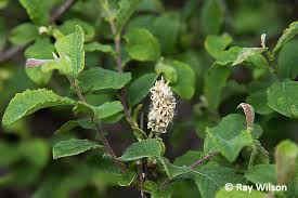 Attēlu rezultāti vaicājumam “Salix aurita”