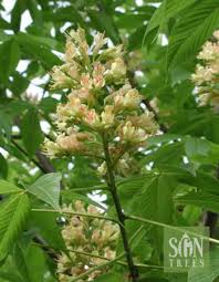 Attēlu rezultāti vaicājumam “Aesculus x hybrida flower”
