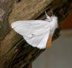 Attēlu rezultāti vaicājumam “Euproctis similis”