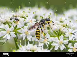 Attēlu rezultāti vaicājumam “Crabronidae”
