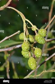 Attēlu rezultāti vaicājumam “Alnus incana bud”