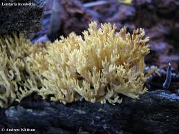 Attēlu rezultāti vaicājumam “Lentaria”