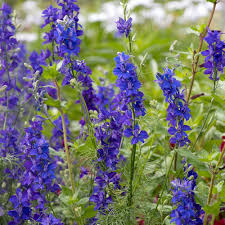 Image result for Consolida ajacis oder Consolida regalis