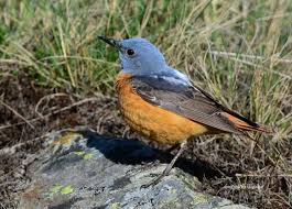 Image result for Monticola saxatilis