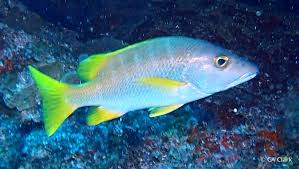 Image result for Lutjanus apodus