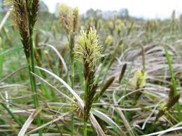 Attēlu rezultāti vaicājumam “Carex caryophyllea fruit”