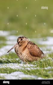 Attēlu rezultāti vaicājumam “Scolopax rusticola”