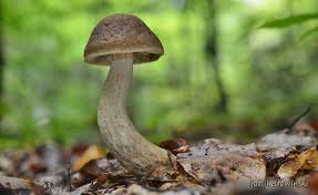 Attēlu rezultāti vaicājumam “Arrhenia spatulata”