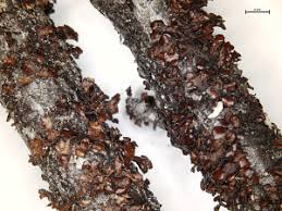 Attēlu rezultāti vaicājumam “Cetraria sepincola”