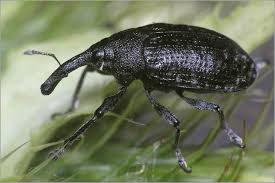 Attēlu rezultāti vaicājumam “Larinus sp.”