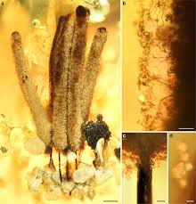 Attēlu rezultāti vaicājumam “myxomicetes”