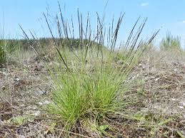 Attēlu rezultāti vaicājumam “Nardus stricta fruit”