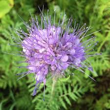 Attēlu rezultāti vaicājumam “Phacelia tanacetifolia”