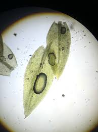 Attēlu rezultāti vaicājumam “Pohlia cruda”