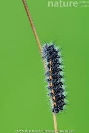 Attēlu rezultāti vaicājumam “Spilosoma lubricipeda”
