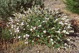 Attēlu rezultāti vaicājumam “Lycogala persicum sessile”