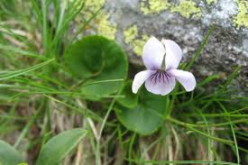 Attēlu rezultāti vaicājumam “Viola palustris”